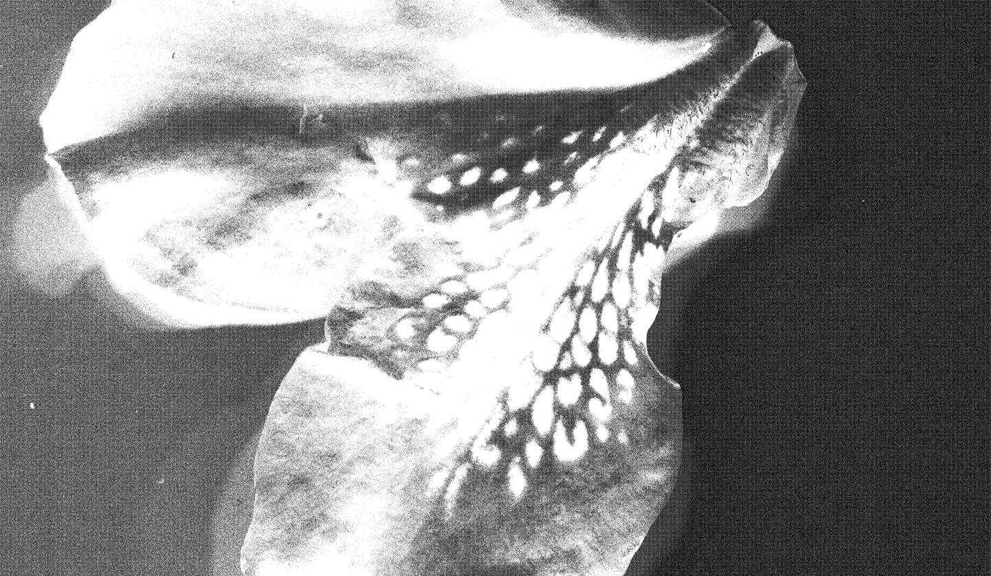 PlantsLR_0001_Layer-1