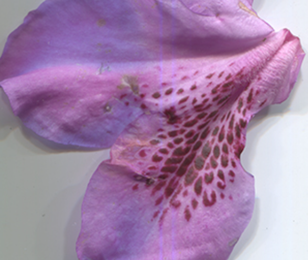 flowering